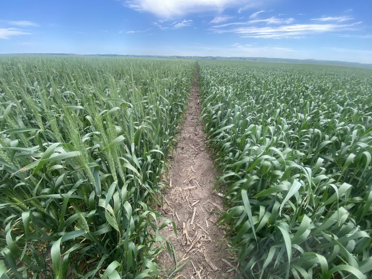 Dormant seeded spring wheat, on the left, compared with spring seeded spring wheat, on the right, at Dakota Lakes Research Farm near Pierre, South Dakota. (Courtesy photo.)