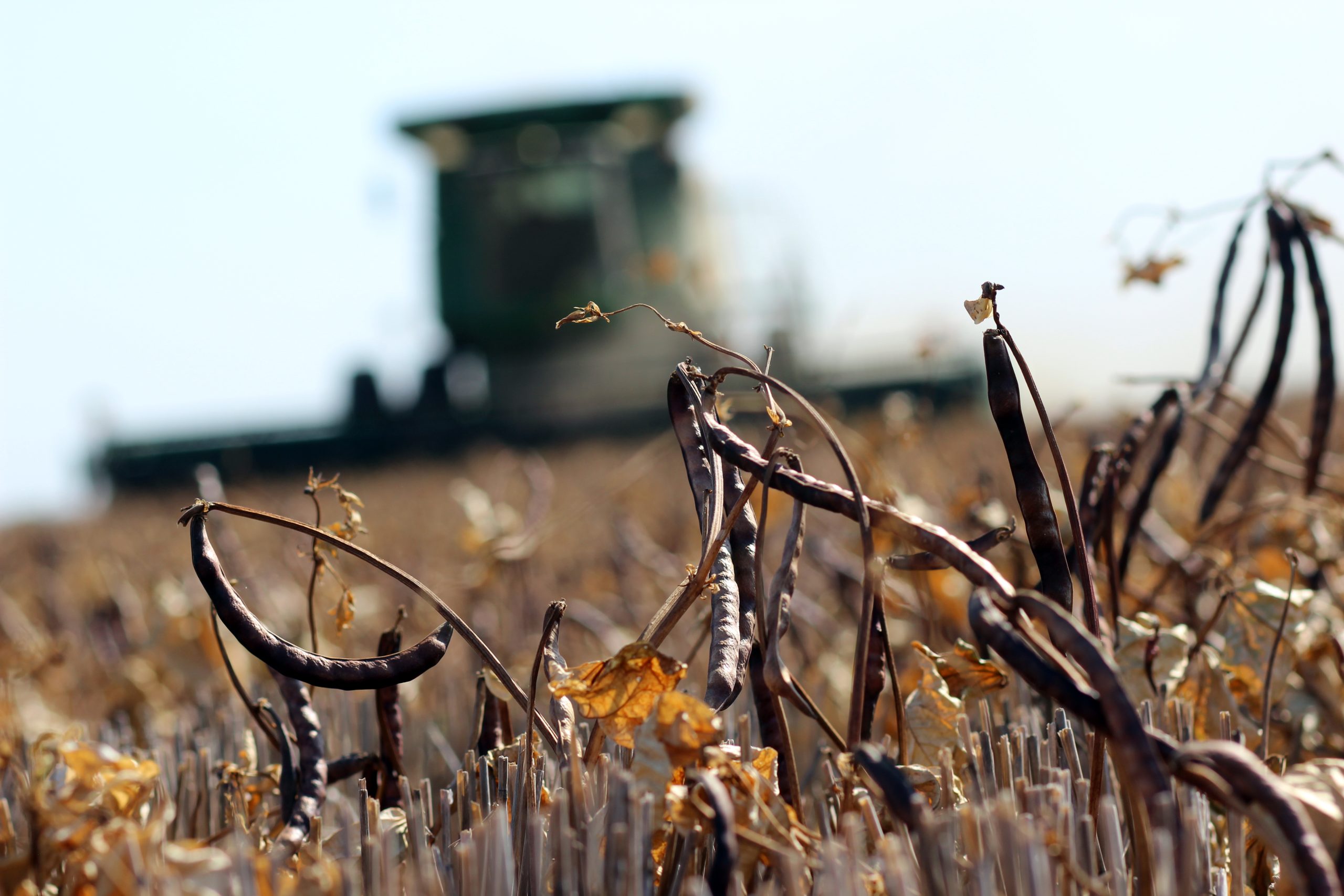 A combine harvests pink-eye peas, a short season crop, in central Oklahoma. (Journal photo by Lacey Vilhauer.)