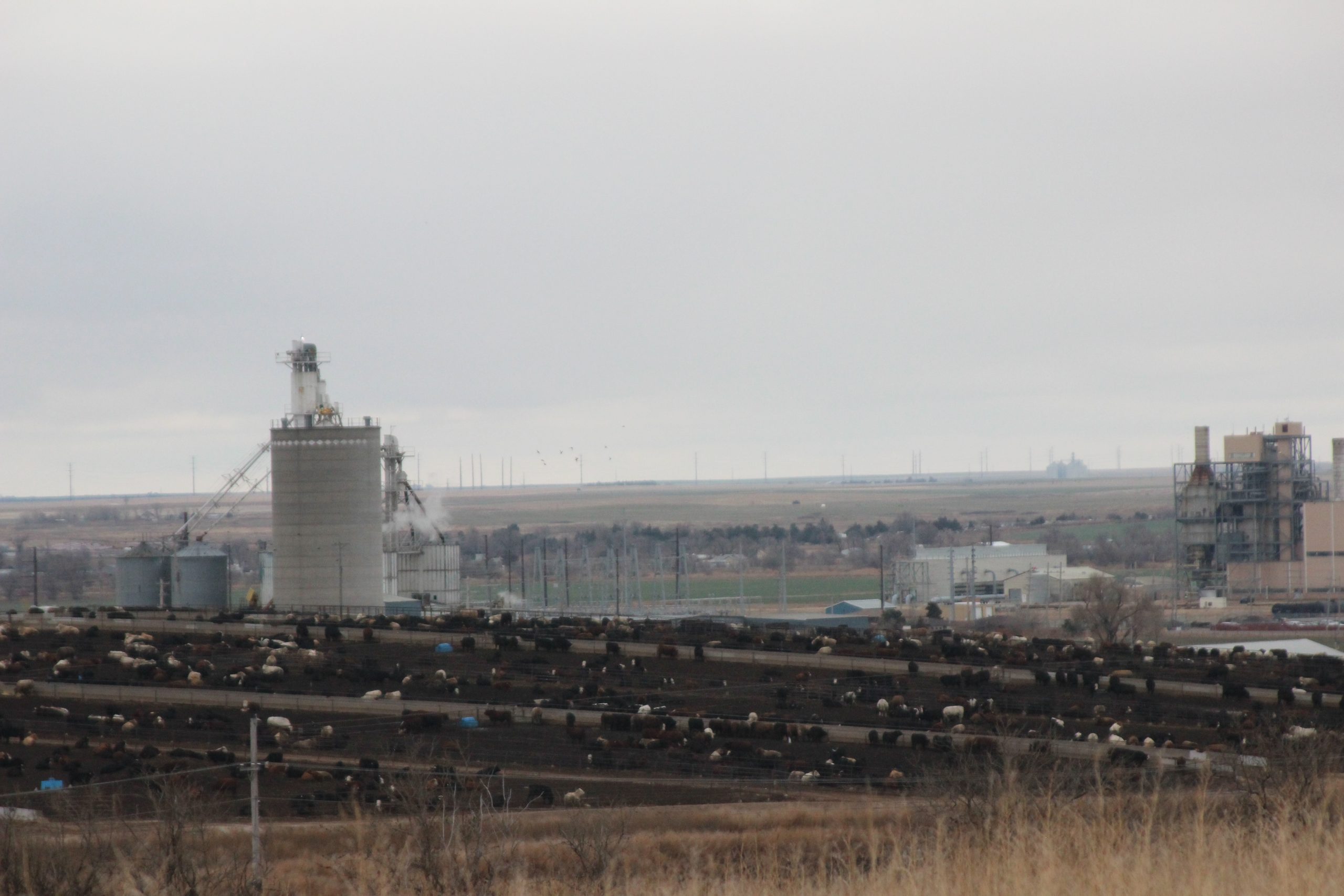 As the year nears the end several packing plants announced plans to close as animal protein supplies remain tight and margins are thin, according to agricultural economists. This photo was taken near Dodge City. (Journal photo by Dave Bergmeier.)