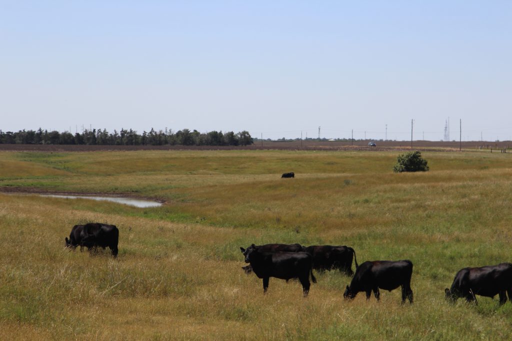 Beef industry’s focus on quality pays dividends