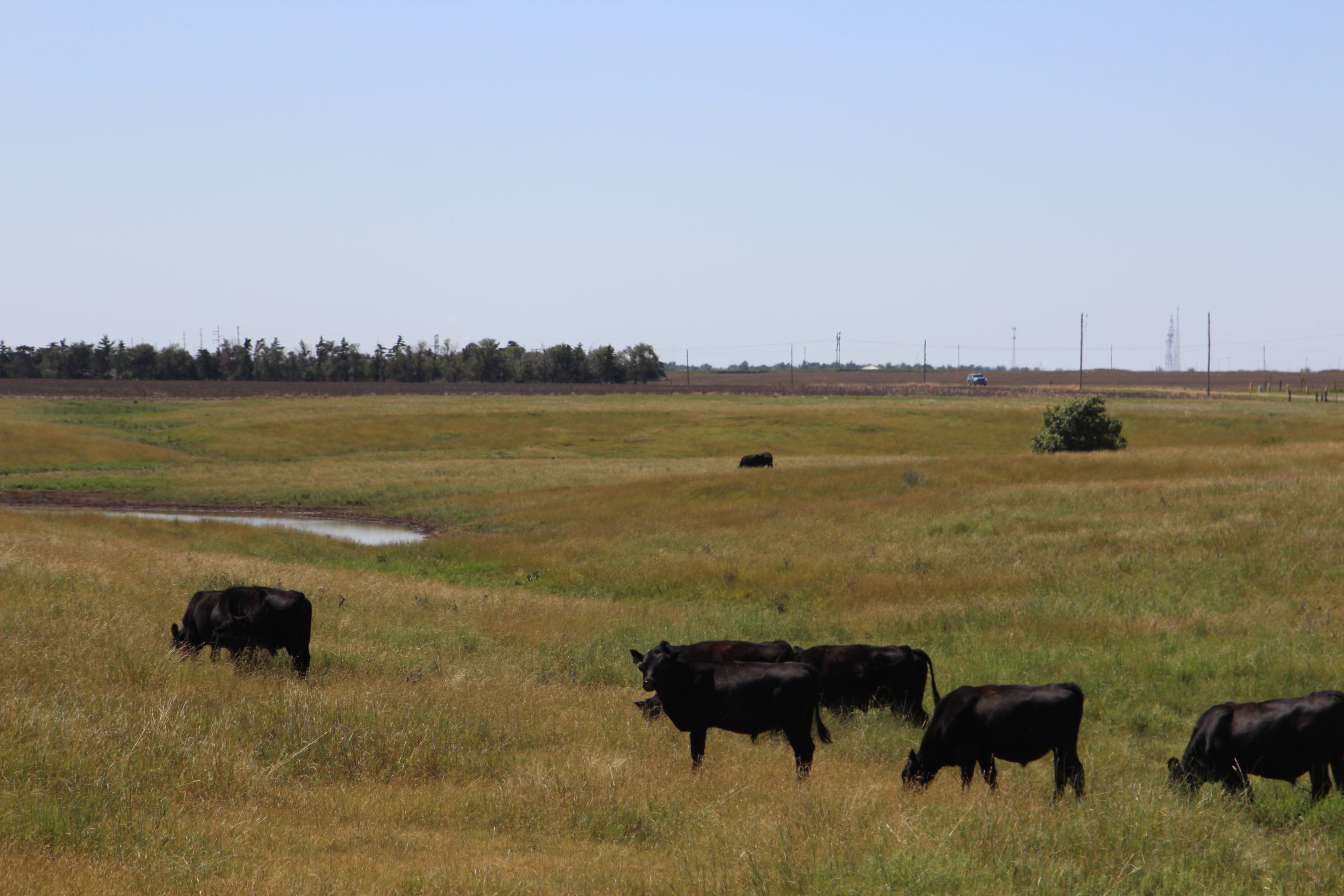 Livestock producers have seen favorable prices, but Extension analysts say they need to stay on top of expenses. (Journal photo by Dave Bergmeier.)