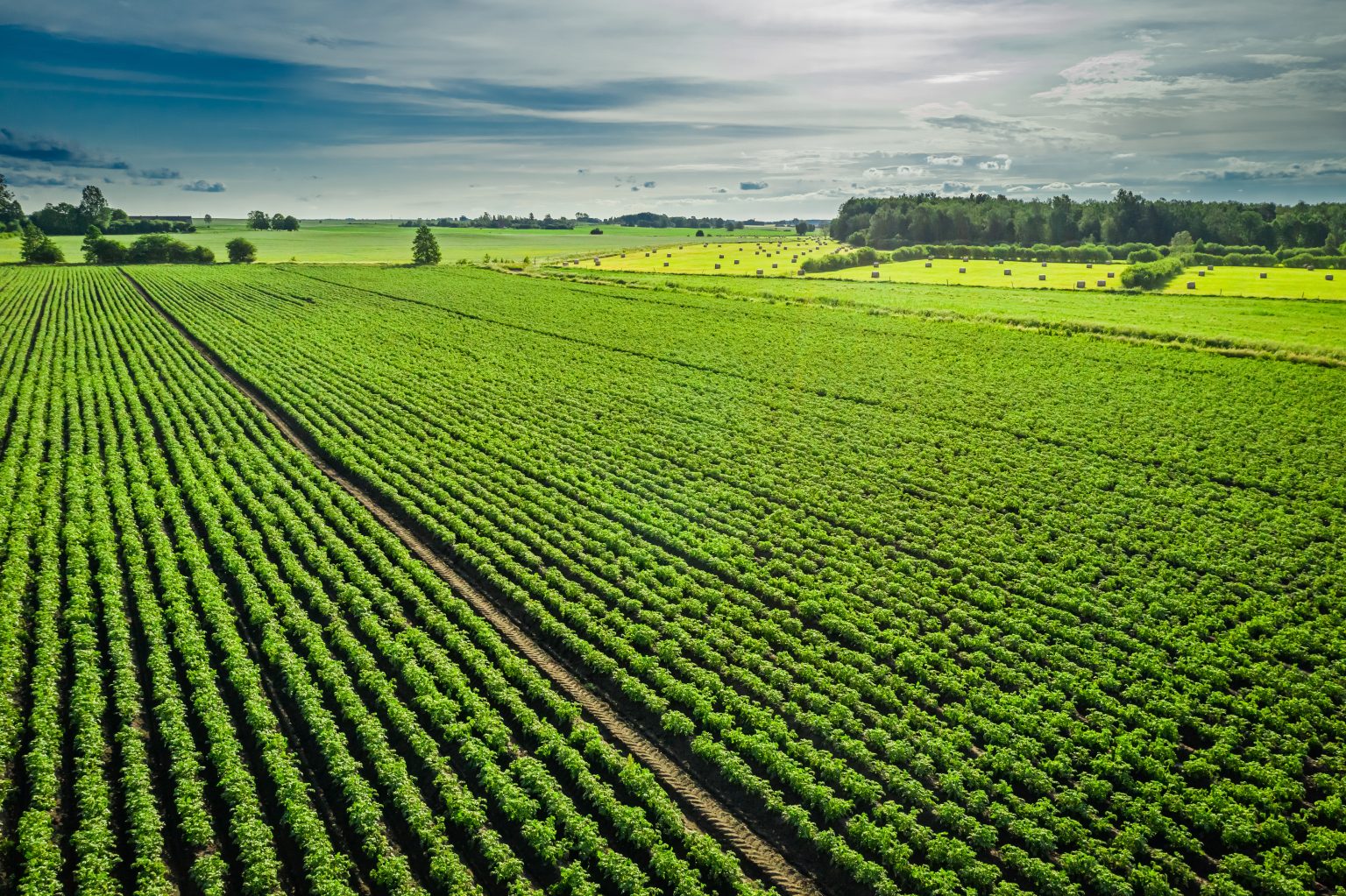 Auction Calendar June 6 2025 High Plains Journal