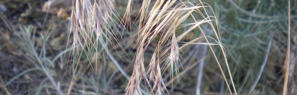 Cheatgrass is Wyoming's No. 1 invasive weed. (Courtesy photo.)