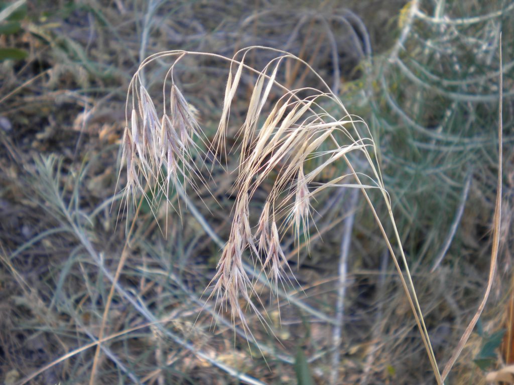 Cheatgrass is Wyoming's No. 1 invasive weed. (Courtesy photo.)