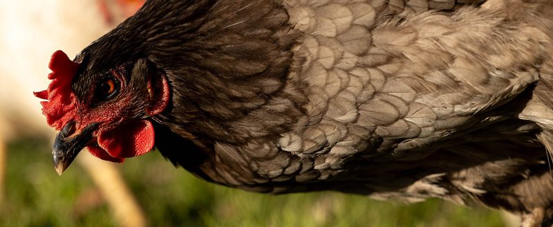 Highly pathogenic avian influenza most often spreads when commercial or domestic poultry contract the virus from migratory birds in the wild. (Photo by Mitchell Alcala, OSU Agriculture)