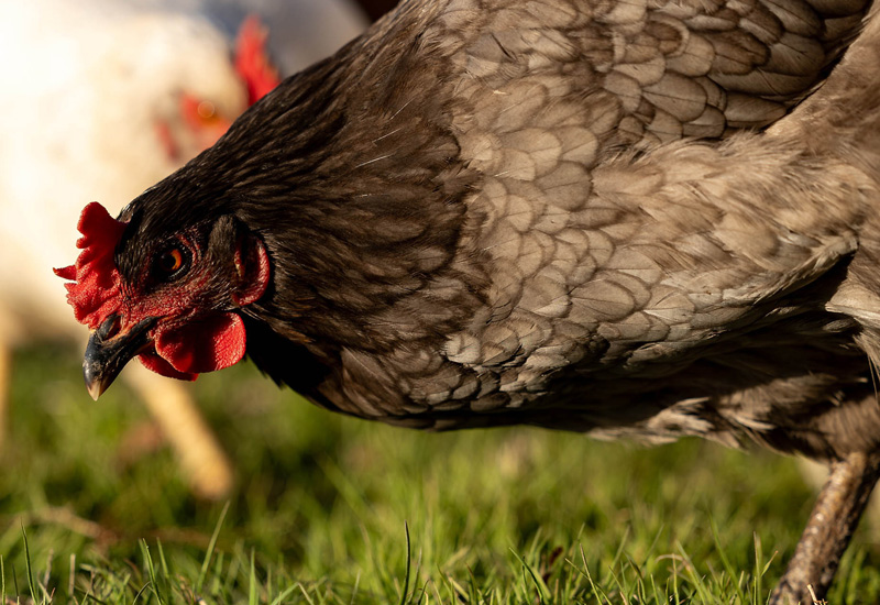 Highly pathogenic avian influenza most often spreads when commercial or domestic poultry contract the virus from migratory birds in the wild. (Photo by Mitchell Alcala, OSU Agriculture)