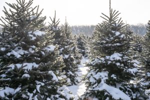 Snow covered trees at Chritmas tree farm. (Photo: iStock - arlutz73)