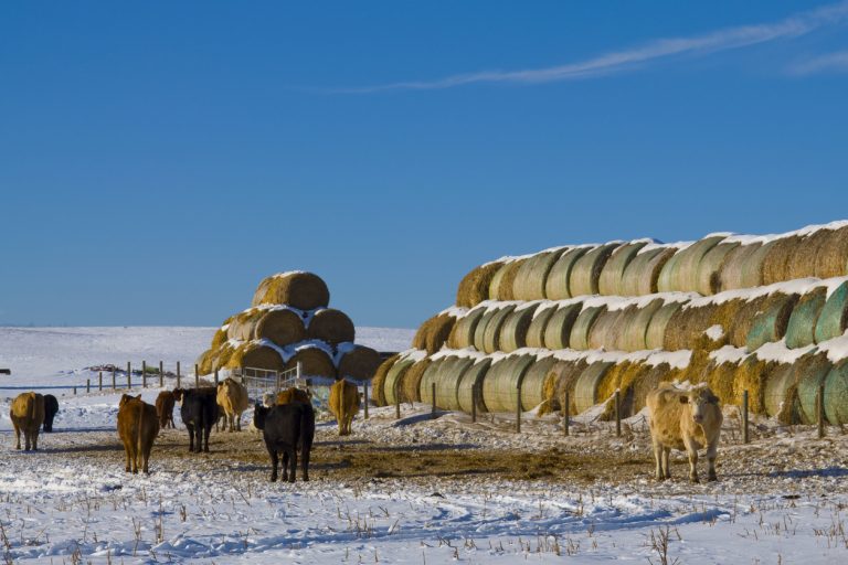 Cattle in winter beside bails of hay (Photo: iStock │ #152996510 - knapjames)