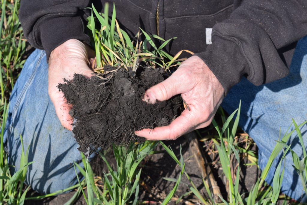 This dark, well-aggregated soil with visible roots is a sign that the rye cover crop in this field is improving soil health. (Photo: Karl Hakanson)