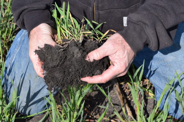 This dark, well-aggregated soil with visible roots is a sign that the rye cover crop in this field is improving soil health. (Photo: Karl Hakanson)