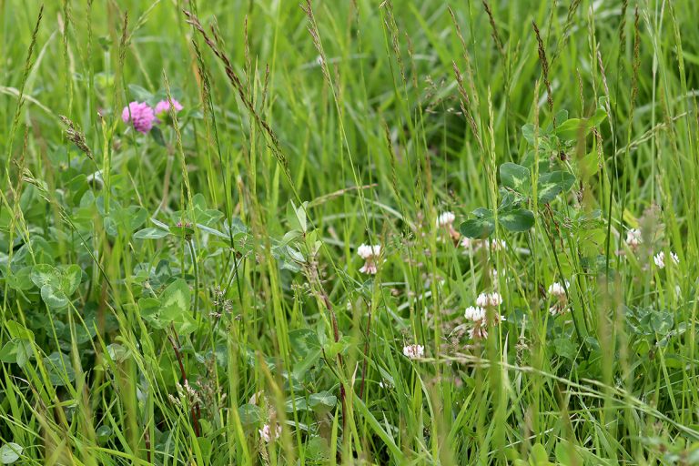 Broadcast legumes when there is snow or frost on the ground to improve pasture quality and profits. (Photo by Linda Geist)