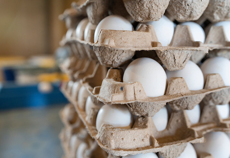 A dozen large eggs reached an all-time high average price of $6.14 on Jan. 18. Experts aren’t sure when prices will stabilize and start falling due to ongoing HPAI outbreaks impacting egg production. (Photo: Laura McKenzie/Texas A&M AgriLife)