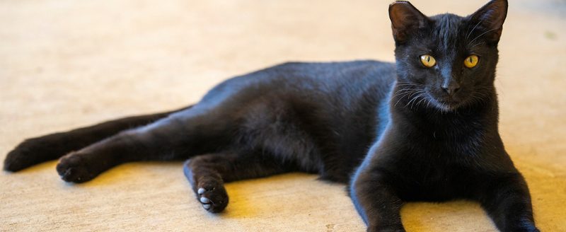 Cats spending more time indoors during the winter can increase toxoplasmosis threat to humans. (Photo: Michael Miller/Texas A&M AgriLife )