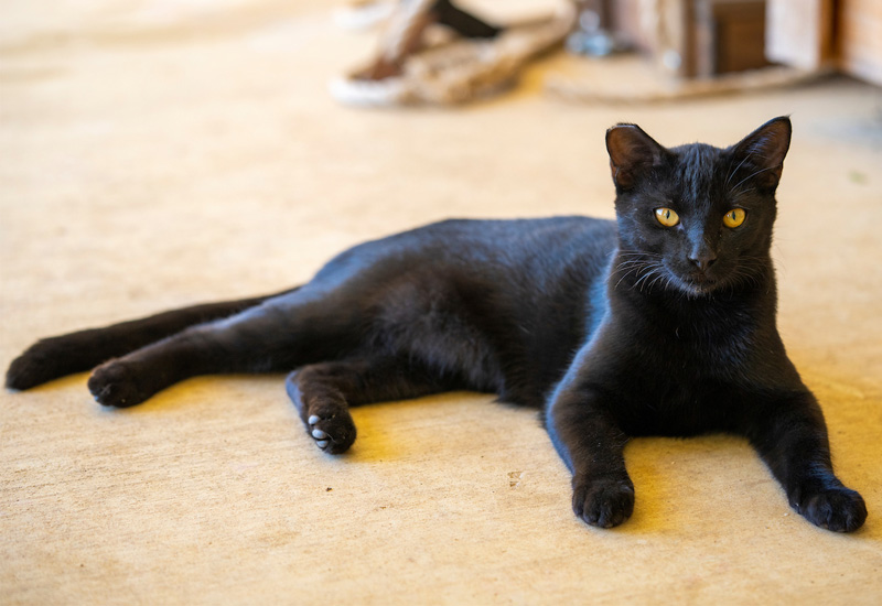 Cats spending more time indoors during the winter can increase toxoplasmosis threat to humans. (Photo: Michael Miller/Texas A&M AgriLife )