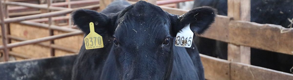 Heifer at Show-Me-Select sale in Kirksville, Mo. (Photo by Sydney Winn, University of Missouri)