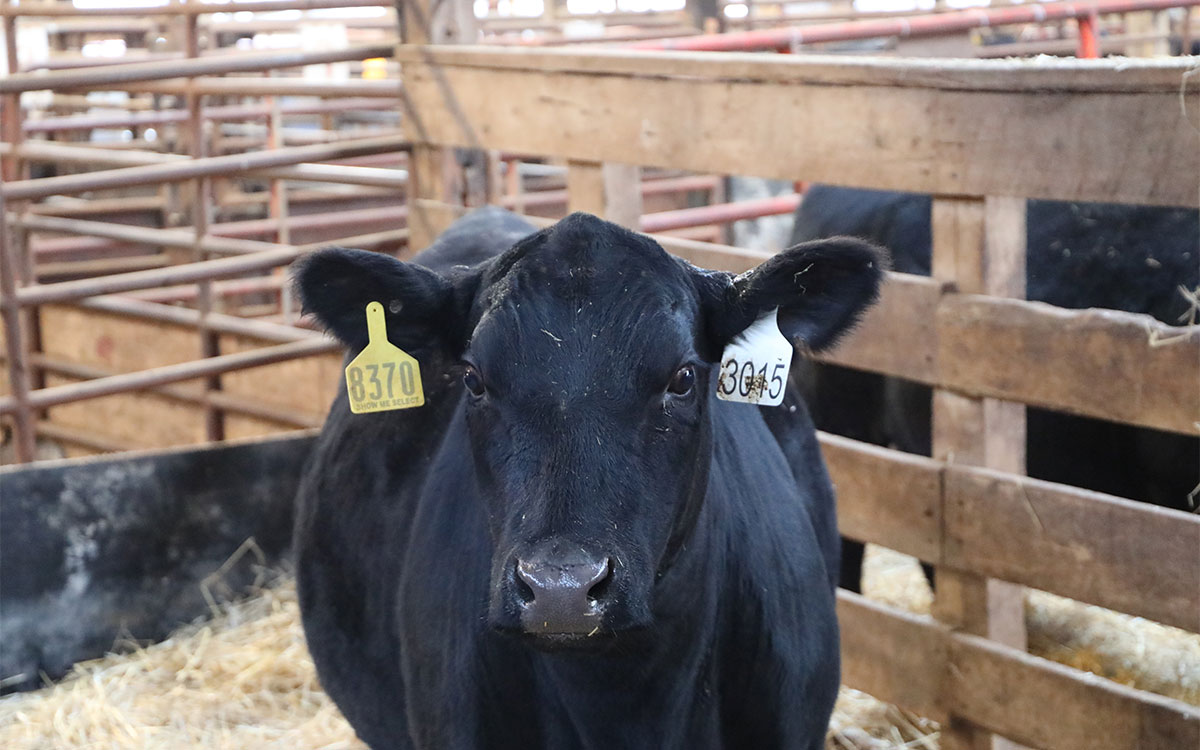 Heifer at Show-Me-Select sale in Kirksville, Mo. (Photo by Sydney Winn, University of Missouri)