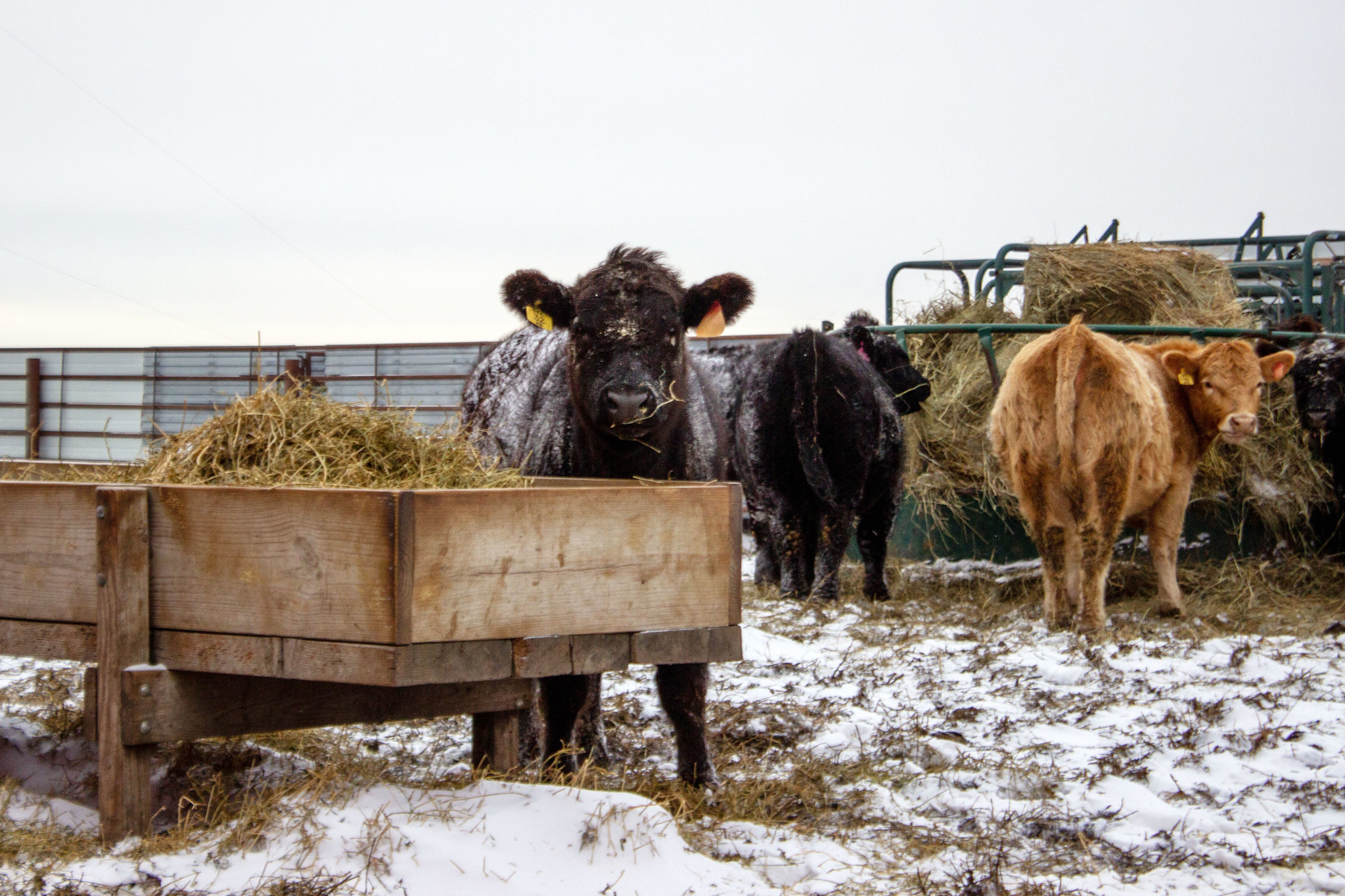 Providing extra hay and feed may be needed on extremely cold winter days to help cattle meet their energy requirements. (K-State Research and Extension)