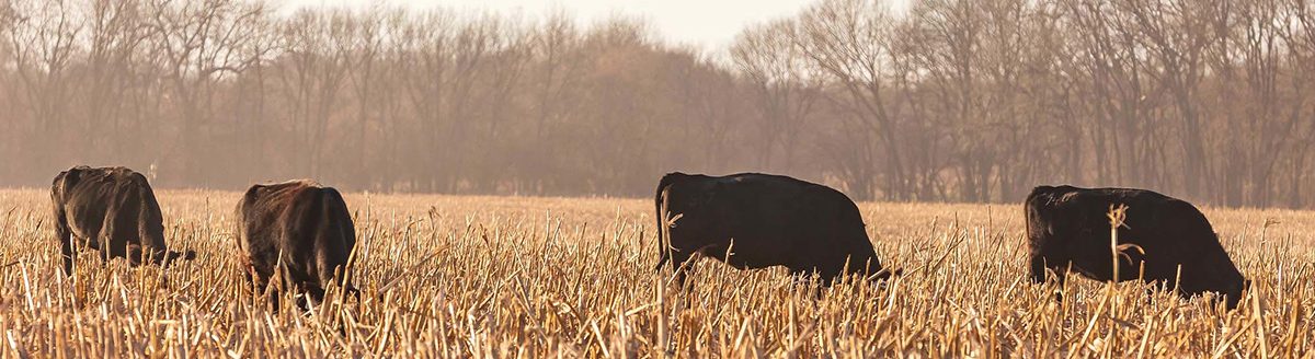 Cattle grazing crop stubble. (Photo: K-State Research and Extension)