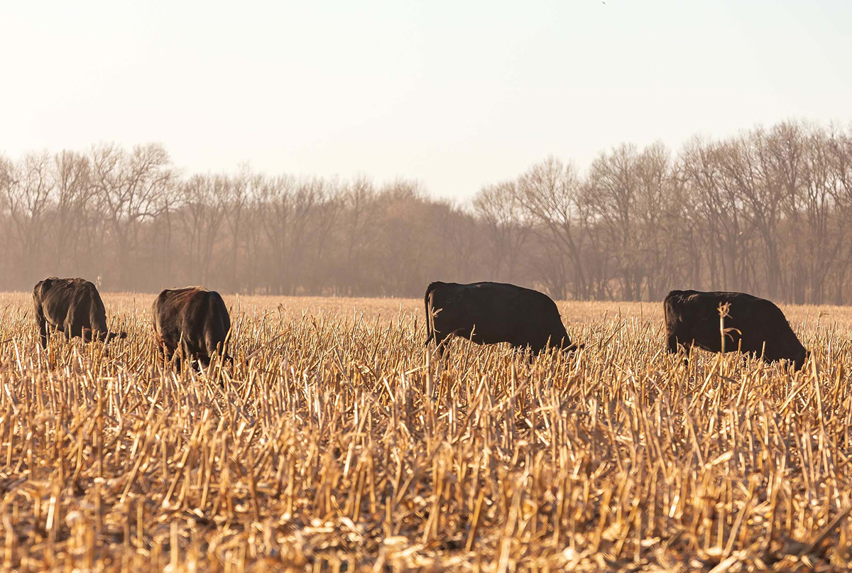 Cattle grazing crop stubble. (Photo: K-State Research and Extension)