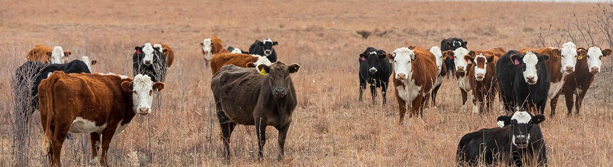 As cows age, their metabolism can change, K-State beef cattle nutritionist Phillip Lancaster said. (Photo: K‑State Research and Extension)