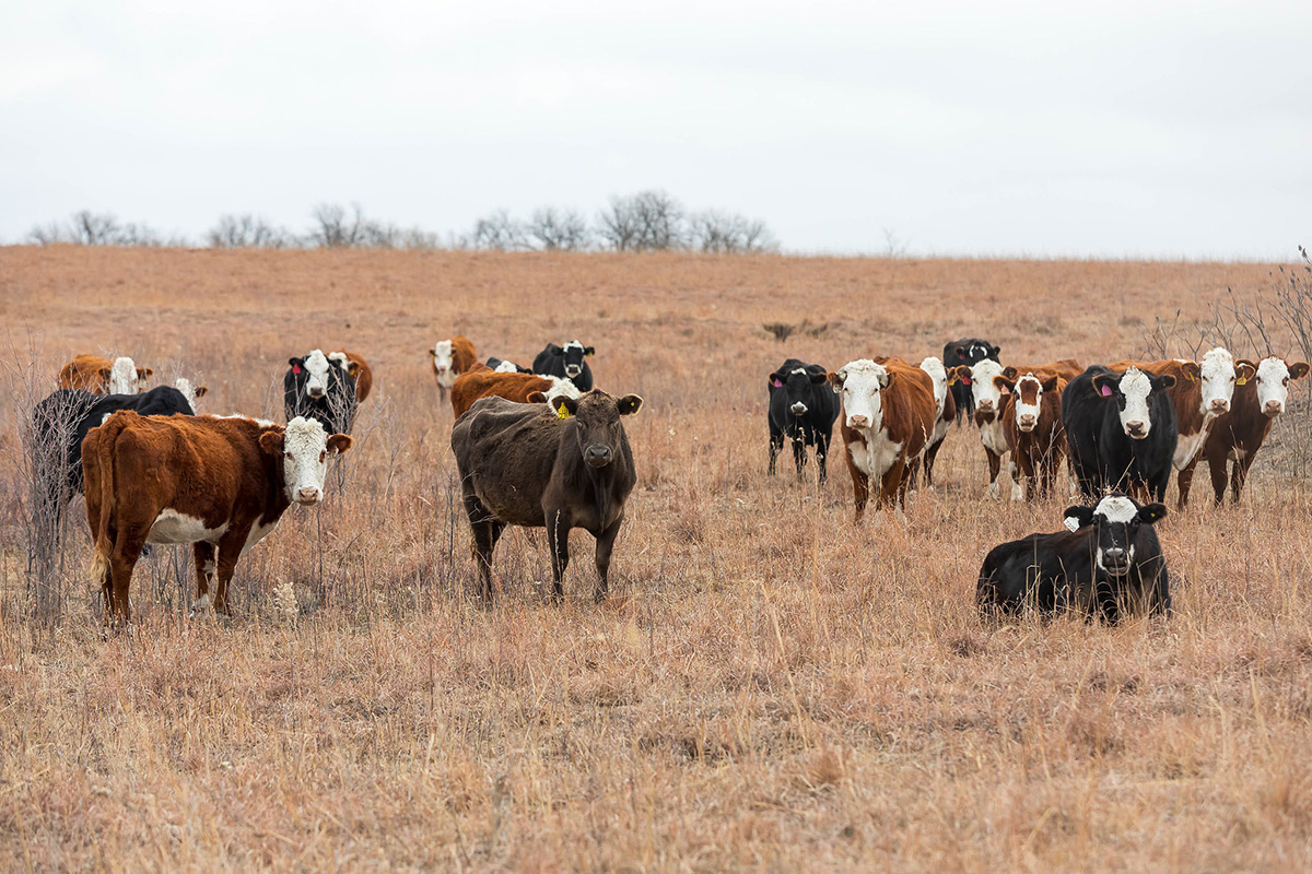 As cows age, their metabolism can change, K-State beef cattle nutritionist Phillip Lancaster said. (Photo: K‑State Research and Extension)