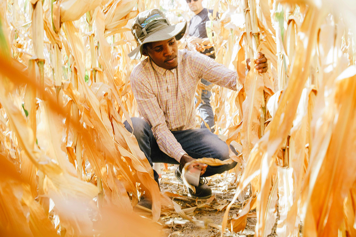 Maxwell Tumwesige, an intern for K-State's Testing Ag Performance Solutions program, harvests biomass samples in a competition field. K-State's TAPS program will host a banquet on Jan. 18 in Dodge City to celebrate the top performers in the 2024 competition. (Photo: K-State Research and Extension news service)