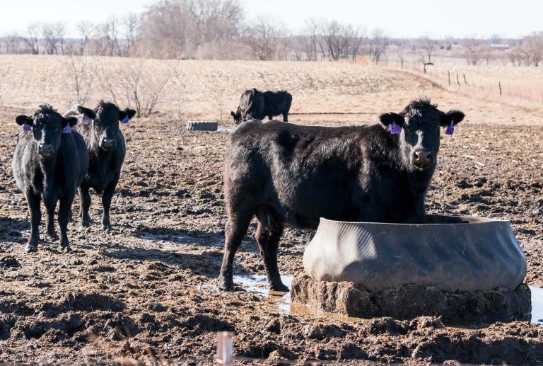 K-State experts say mud can negatively impact the health of cattle. (Photo: K-State Research and Extension)