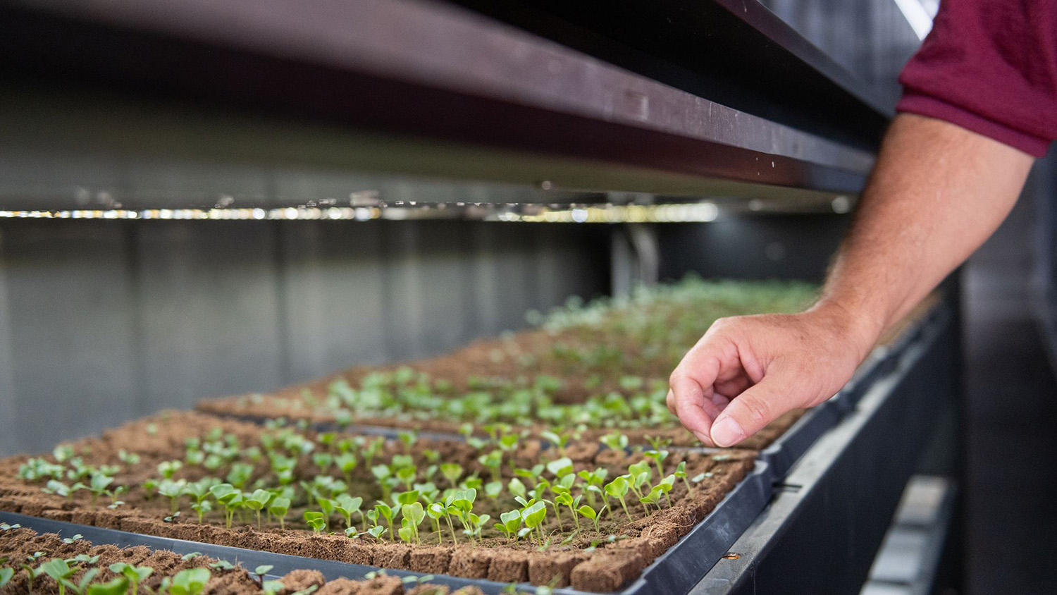 Gabriel Garcia points to kale plants growing inside a container farm on the NMSU Grants campus. The container arrived in 2021 through a partnership with Tri-State Generation and Transmission and the Electric Power Research Institute. (NMSU photo by Josh Bachman)