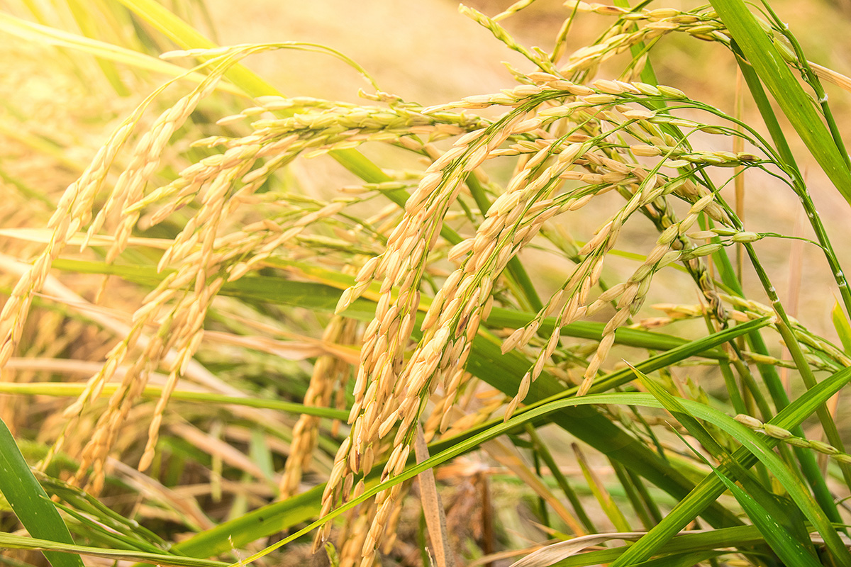 Close up of Yellow paddy rice plant. (Photo: Adobe Stock │ #108959162 - ananaline)