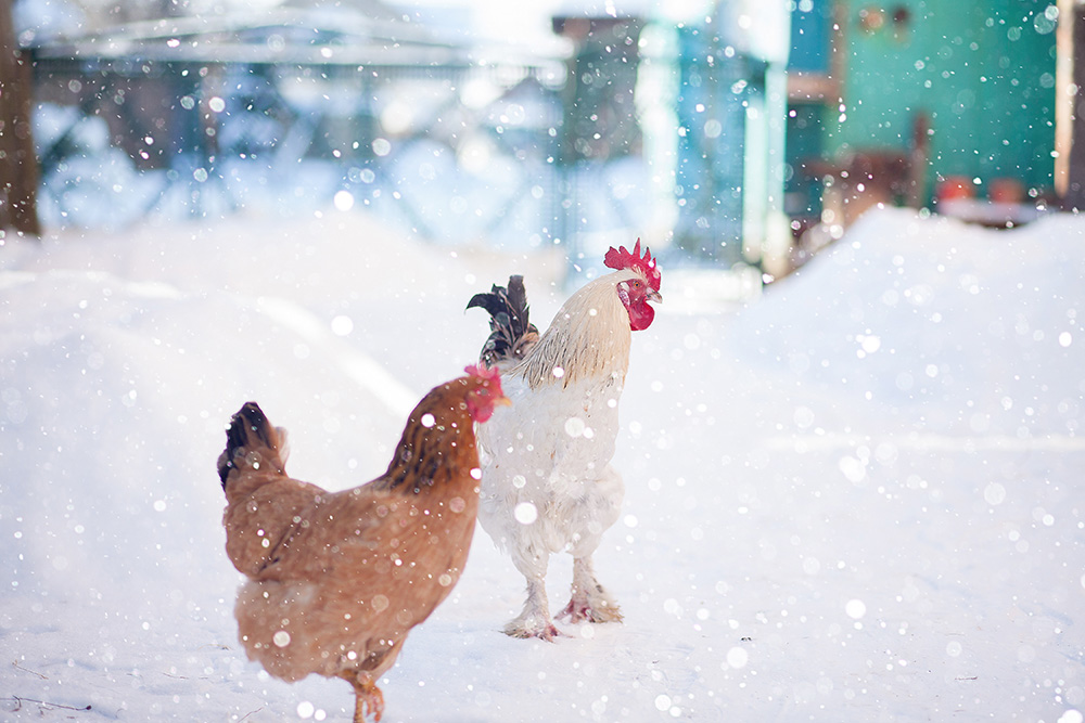 Rooster in winter snow. (Photo: Adobe Stock │ #243045079 - volody10)