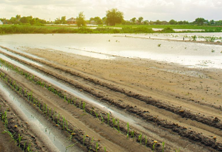 Agricultural land affected by flooding. Flooded field. Natural disaster and crop loss risks. (Photo: Adobe Stock │ #279795333 - Andrii Yalanskyi)