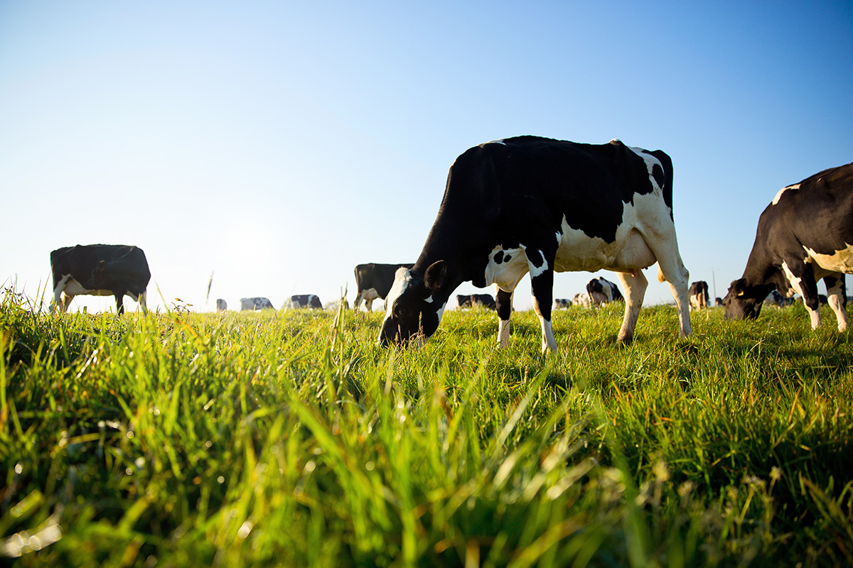 Herd of dairy cows grazing in the countryside in spring. (Photo: Adobe Stock │ #356662969 - Thierry RYO)