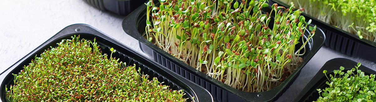 Microgreen sprouts. (Photo: Adobe Stock │ #359396575 - Dmytro)