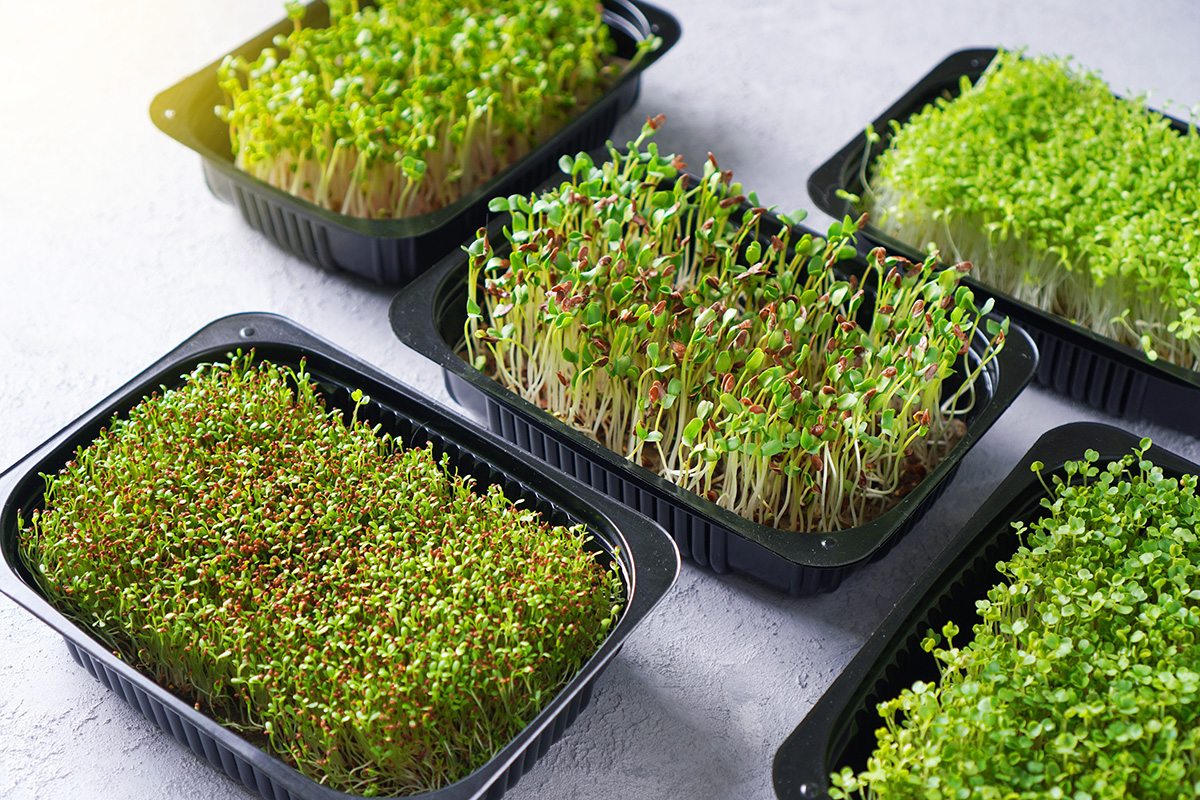 Microgreen sprouts. (Photo: Adobe Stock │ #359396575 - Dmytro)