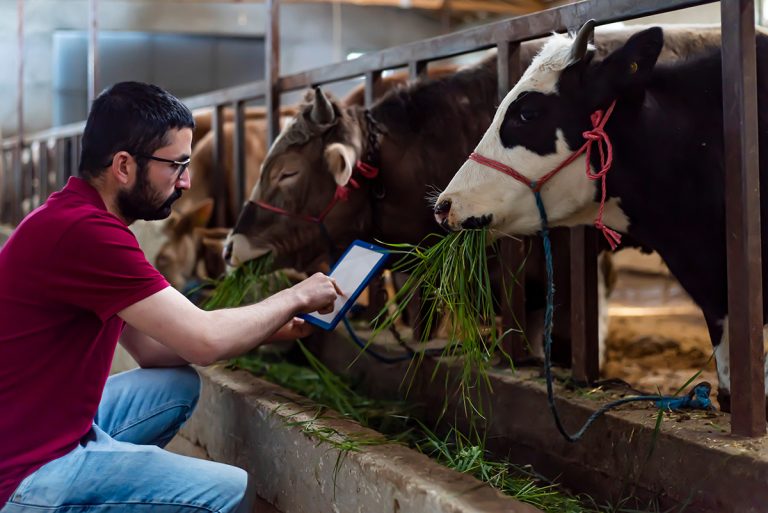 Young farmer standing in cow farm and using tablet. (Photo: Adobe Stock │ #398149429 - attraction art)