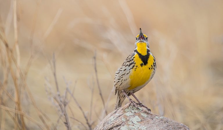 Western meadowlark singing on rock. (Photo: Adobe Stock │ #411373824 - Jen)