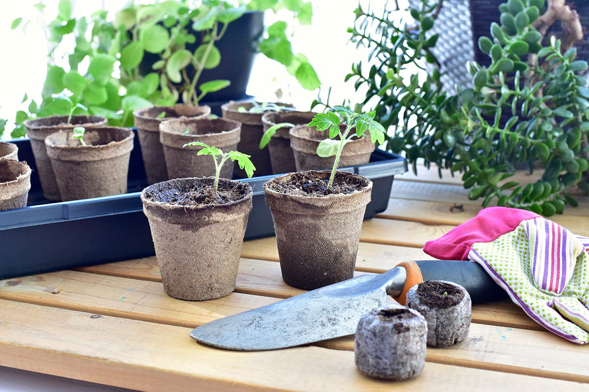 Greenhouse gardening, starting seedlings for summer homegrown vegetable gardens, spring season gardening activities. Photo concept, lifestyle background (Photo: Adobe Stock │ 417488465 - Kristin)