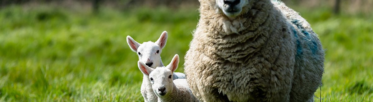 Mother ewe's and their newborn lambs. (Photo: Adobe Stock │ #499430441 - Collins Photography)