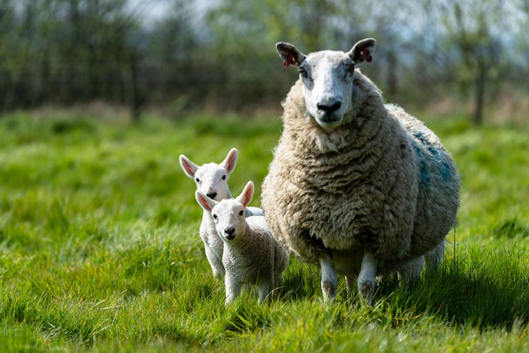 Mother ewe's and their newborn lambs. (Photo: Adobe Stock │ #499430441 - Collins Photography)