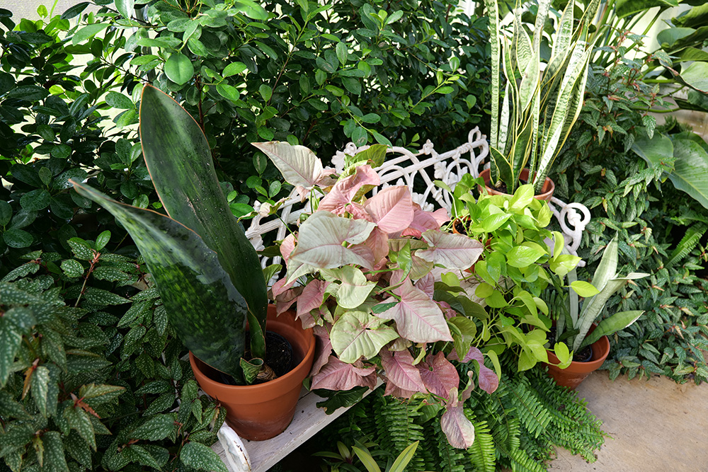 Snake plant, syngonium ivy and pothos ivy are commonly grown as houseplants. (Photo by Randy LaBauve/LSU AgCenter)