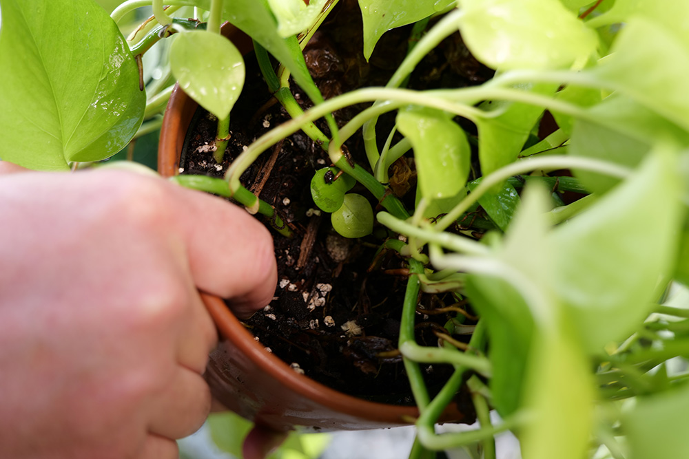 To avoid overwatering containerized indoor plants, touch the potting mix to see if it feels dry. If it does, go ahead and water. If the potting mix feels moist, you do not need to water. (Photo by Randy LaBauve/LSU AgCenter)