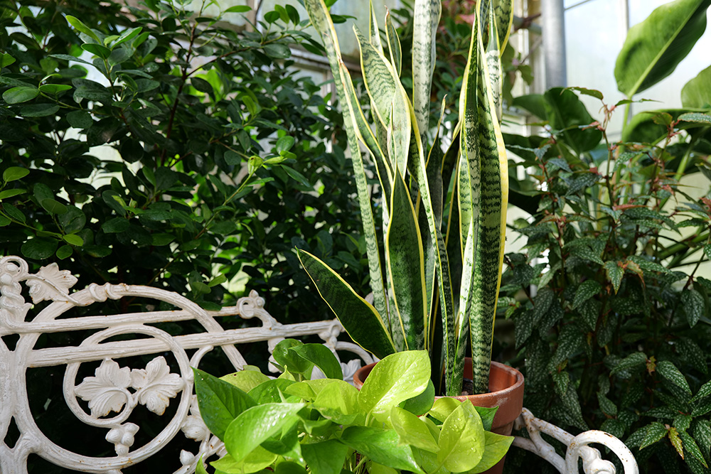 Many popular indoor plants, such as the snake plant seen at right, prefer to be watered only occasionally. (Photo by Randy LaBauve/LSU AgCenter)