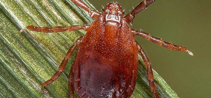 Photo of an adult female Asian longhorned tick, Haemaphysalis longicornis, on a blade of grass. (Photo courtesy James Gathany via the Center for Disease Control and Prevention.)