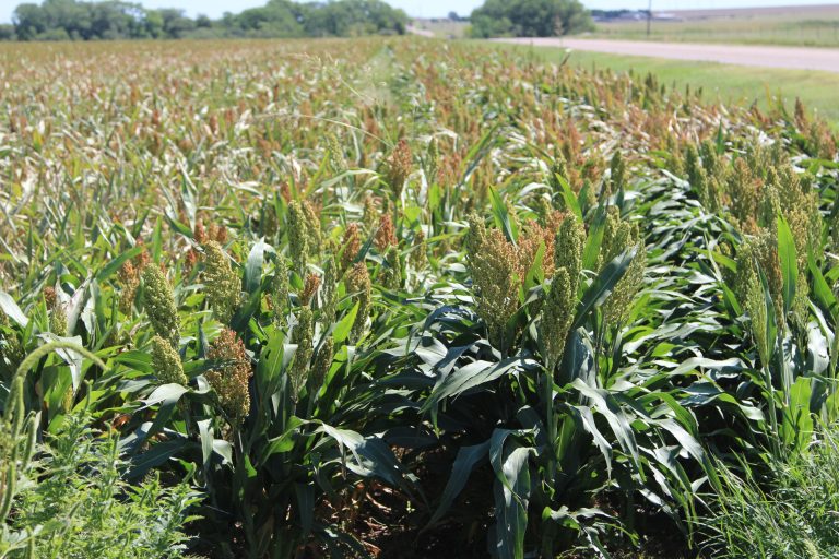 Sorghum production takes quality seed and having a good plan for the planting and growing season. (Journal photo by Dave Bergmeier.)