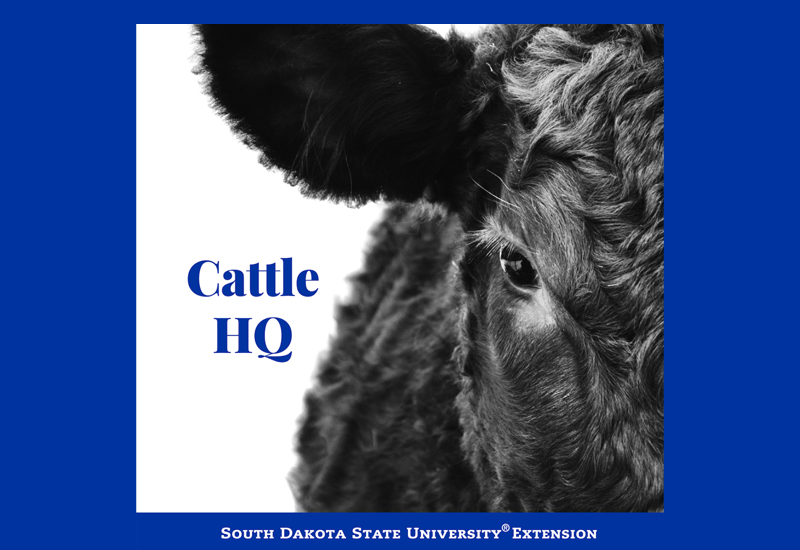 South Dakota State University Cattle HQ webinar series