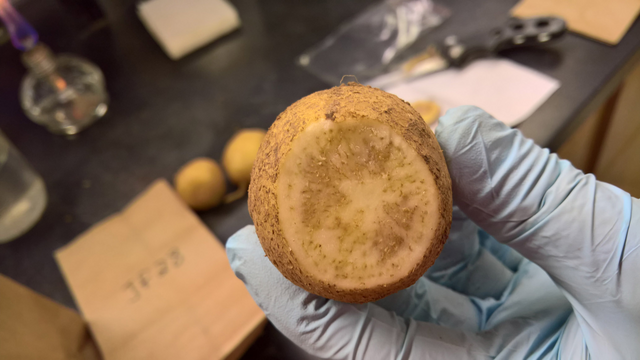 The dark stripes on infected potatoes mark zebra chip disease. It has led to significant economic losses for producers due to reduced crop quality and marketability. (Fekede Workneh/Texas A&M AgriLife)