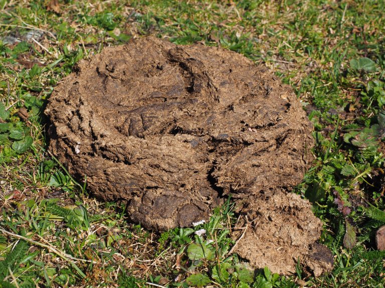 Cow dung (Photo: Hans from Pixabay)