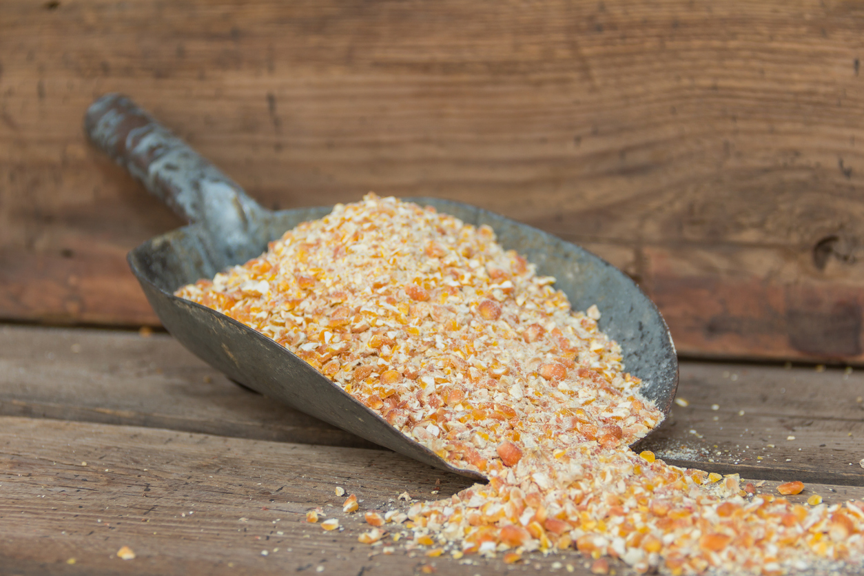 Broken corn kernels for animal feed. (Photo: iStock │ #1276715486 - gabrielabertolini)