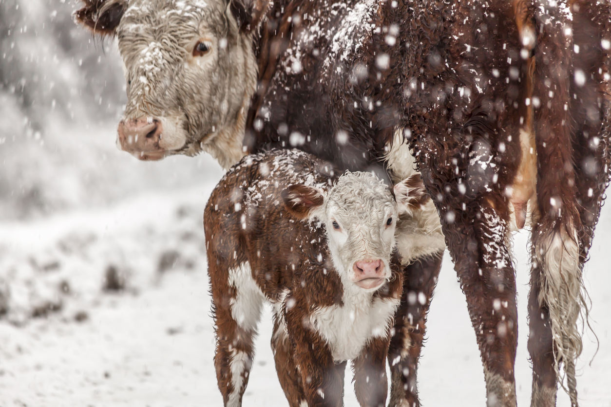 Cattle in snowstorm. (Photo: iStock │ #530874133 - AleMoraes244)