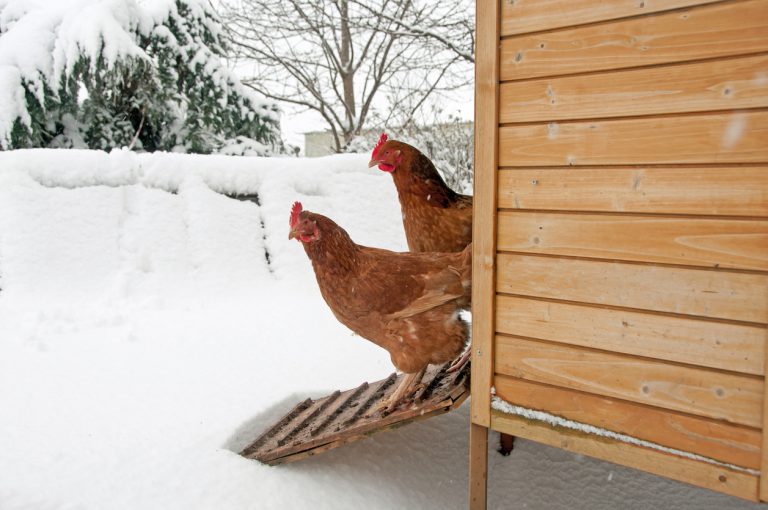 Two chickens standing on their ramp deciding to go into the snow. (Photo: iStock │ #647388454 - Harlequin129)